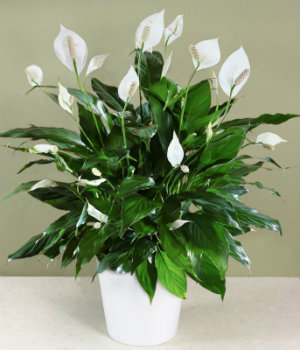 Peace Lily helps to improve indoor air quality